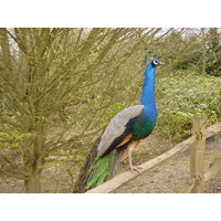 รูปถ่าย อังกฤษ(United Kingdom) ปราสาทลีดส์(Leeds castle) 2001-04 10