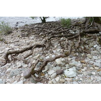 รูปถ่าย อังกฤษ(United Kingdom) สกอตแลนด์(Scotland) ทะเลสาบลอคมารี(Loch Maree) 2011-07 0