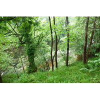 รูปถ่าย อังกฤษ(United Kingdom) สกอตแลนด์(Scotland) เบรคิน(Brechin) 2011-07 5