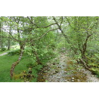 รูปถ่าย อังกฤษ(United Kingdom) สกอตแลนด์(Scotland) ทะเลสาบลอคมารี(Loch Maree) 2011-07 26