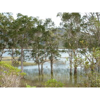 รูปถ่าย นิวแคลิโดเนีย(New Caledonia) อุทยานริเวียร์เบลอ(Parc de la Riviere Bleue) 2010-05 71