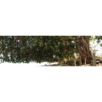 รูปถ่าย ปานามา(Panama) เกาะคอนตาโดรา(Contadora Island) 2015-03 169