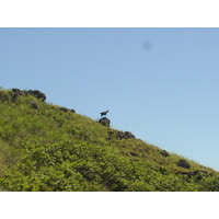 รูปถ่าย เฟรนช์โพลี่นีเซีย(Polynesia) หมู่เกาะมาร์เคซัส(Marquises) 2006-04 155