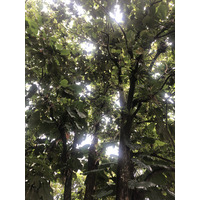 รูปถ่าย กวาเดอลูป(Guadeloupe) น้ำตกกุ้งเครย์ฟิช(Cascade aux ecrevisses) 2021-02 8