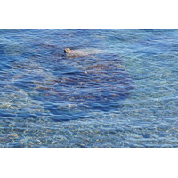 รูปถ่าย ฝรั่งเศส(France) คอร์สิคา(Corsica) หาดรอนดีนารา(Rondinara Beach) 2017-07 9