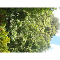 รูปถ่าย เฟรนช์โพลี่นีเซีย(Polynesia) หมู่เกาะมาร์เคซัส(Marquises) 2006-04 80