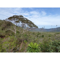 รูปถ่าย นิวแคลิโดเนีย(New Caledonia) อุทยานริเวียร์เบลอ(Parc de la Riviere Bleue) 2010-05 116