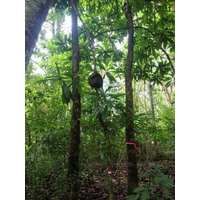 รูปถ่าย คอสตาริกา(Costa Rica) มอนเตซูมา(Montezuma) 2015-03 141