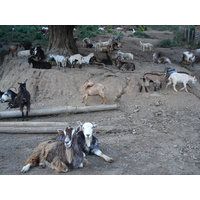 รูปถ่าย ฝรั่งเศส(France) คอร์สิคา(Corsica) วัลเล-ดาเลซานี(Valle d'alesani) 2006-09 112