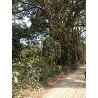 รูปถ่าย คอสตาริกา(Costa Rica) มอนเตซูมา(Montezuma) 2015-03 250