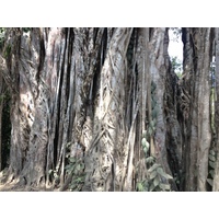 รูปถ่าย คอสตาริกา(Costa Rica) มอนเตซูมา(Montezuma) 2015-03 292