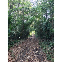 รูปถ่าย คอสตาริกา(Costa Rica) อูบีตา(Uvita) 2015-03 15