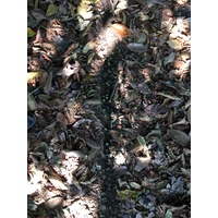 รูปถ่าย คอสตาริกา(Costa Rica) อูบีตา(Uvita) 2015-03 99
