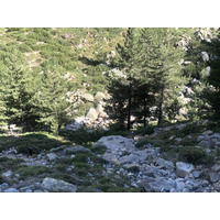 รูปถ่าย ฝรั่งเศส(France) คอร์สิคา(Corsica) หุบเขาลาเรสโตนีกา(La Restonica) 2020-07 92