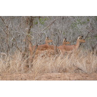รูปถ่าย แอฟริกาใต้(South Africa) อุทยานแห่งชาติครูเกอร์(Kruger National Park) 2008-09 152