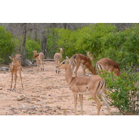 รูปถ่าย แอฟริกาใต้(South Africa) อุทยานแห่งชาติครูเกอร์(Kruger National Park) 2008-09 126