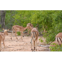 รูปถ่าย แอฟริกาใต้(South Africa) อุทยานแห่งชาติครูเกอร์(Kruger National Park) 2008-09 118