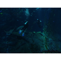 รูปถ่าย สหรัฐอาหรับเอมิเรตส์(United Arab Emirates) ดูไบ(Dubai) ดูไบมอลล์(The Dubai Mall) 2011-12 84