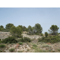 รูปถ่าย ฝรั่งเศส(France) โซเมียร์(Sommieres) 2006-06 98