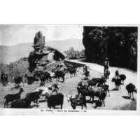 รูปถ่าย ฝรั่งเศส(France) คอร์สิคา(Corsica) โปสการ์ดเก่า(Old Postcards) 1900-01 175