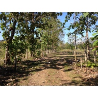 รูปถ่าย คอสตาริกา(Costa Rica) อูบีตา(Uvita) 2015-03 102