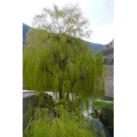 รูปถ่าย ฝรั่งเศส(France) แซ็งเตนีมี(Sainte Enimie) 2008-04 57