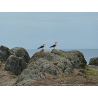 รูปถ่าย ฝรั่งเศส(France) เกาะดีเยอ(Ile d'yeu) 2009-07 90