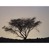 รูปถ่าย โอมาน(Oman) จากบูไรมิไปถนนโซฮาร์(Buraimi to Sohar road) 2005-03 32