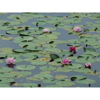 รูปถ่าย ญี่ปุ่น(Japan) เกียวโต(Kyoto) วัดเรียวอันจิ(Ryoanji Temple) 2010-06 104