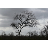 รูปถ่าย แอฟริกาใต้(South Africa) อุทยานแห่งชาติครูเกอร์(Kruger National Park) ถนนเลียบแม่น้ำครอกโคไดล์(Crocodile River road) 2008-09 38