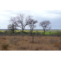 รูปถ่าย แอฟริกาใต้(South Africa) อุทยานแห่งชาติครูเกอร์(Kruger National Park) ถนนเลียบแม่น้ำครอกโคไดล์(Crocodile River road) 2008-09 42