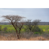 รูปถ่าย แอฟริกาใต้(South Africa) อุทยานแห่งชาติครูเกอร์(Kruger National Park) ถนนเลียบแม่น้ำครอกโคไดล์(Crocodile River road) 2008-09 31