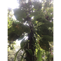 รูปถ่าย กวาเดอลูป(Guadeloupe) น้ำตกกุ้งเครย์ฟิช(Cascade aux ecrevisses) 2021-02 2