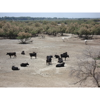 รูปถ่าย ฝรั่งเศส(France) กามาร์เกอ(Camargue) 2006-06 8