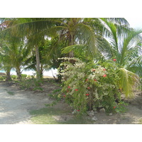 รูปถ่าย เฟรนช์โพลี่นีเซีย(Polynesia) โบราโบรา(Bora Bora) 2006-04 89