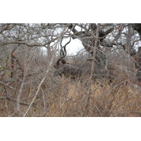รูปถ่าย แอฟริกาใต้(South Africa) อุทยานแห่งชาติครูเกอร์(Kruger National Park) ถนนเลียบแม่น้ำครอกโคไดล์(Crocodile River road) 2008-09 40