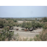 รูปถ่าย ฝรั่งเศส(France) กามาร์เกอ(Camargue) 2006-06 7
