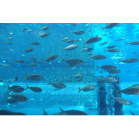 รูปถ่าย สหรัฐอาหรับเอมิเรตส์(United Arab Emirates) ดูไบ(Dubai) โรงแรมแอตแลนติส(Atlantis Hotel) 2014-02 288