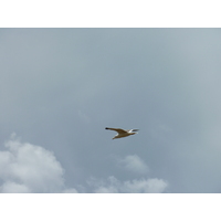 รูปถ่าย ฝรั่งเศส(France) เกาะดีเยอ(Ile d'yeu) 2009-07 116