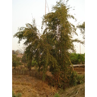 รูปถ่าย ไทย(Thailand) ปางมะผ้า(Pang Mapha) 2007-02 46