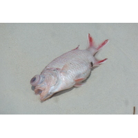รูปถ่าย เซเชลส์(Seychelles) อ่าวอ็องส์ลาซิโอ(Anse Lazio) 2011-10 157