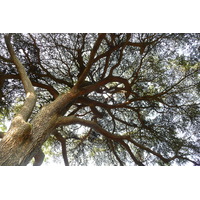 รูปถ่าย ฝรั่งเศส(France) ปารีส(Paris) สวนพันธ์ุพืช(Jardin des Plantes) 2007-08 28