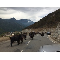 รูปถ่าย ฝรั่งเศส(France) คอร์สิคา(Corsica) วัลเล-ดาเลซานี(Valle d'alesani) 2017-07 2