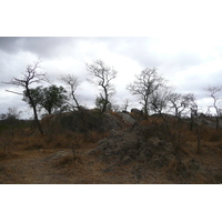 รูปถ่าย แอฟริกาใต้(South Africa) อุทยานแห่งชาติครูเกอร์(Kruger National Park) ถนนเลียบแม่น้ำครอกโคไดล์(Crocodile River road) 2008-09 6