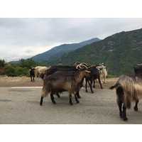 รูปถ่าย ฝรั่งเศส(France) คอร์สิคา(Corsica) วัลเล-ดาเลซานี(Valle d'alesani) 2017-07 11