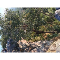 รูปถ่าย ไทย(Thailand) อุทยานแห่งชาติภูหินร่องกล้า(Phu Hin Rong Kla National Park) 2014-12 329