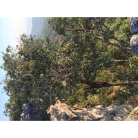 รูปถ่าย ไทย(Thailand) อุทยานแห่งชาติภูหินร่องกล้า(Phu Hin Rong Kla National Park) 2014-12 398