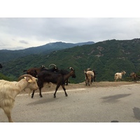 รูปถ่าย ฝรั่งเศส(France) คอร์สิคา(Corsica) วัลเล-ดาเลซานี(Valle d'alesani) 2017-07 13
