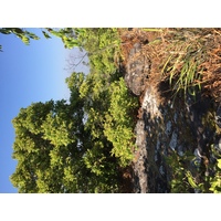 รูปถ่าย ไทย(Thailand) อุทยานแห่งชาติภูหินร่องกล้า(Phu Hin Rong Kla National Park) 2014-12 59