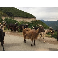 รูปถ่าย ฝรั่งเศส(France) คอร์สิคา(Corsica) วัลเล-ดาเลซานี(Valle d'alesani) 2017-07 3
